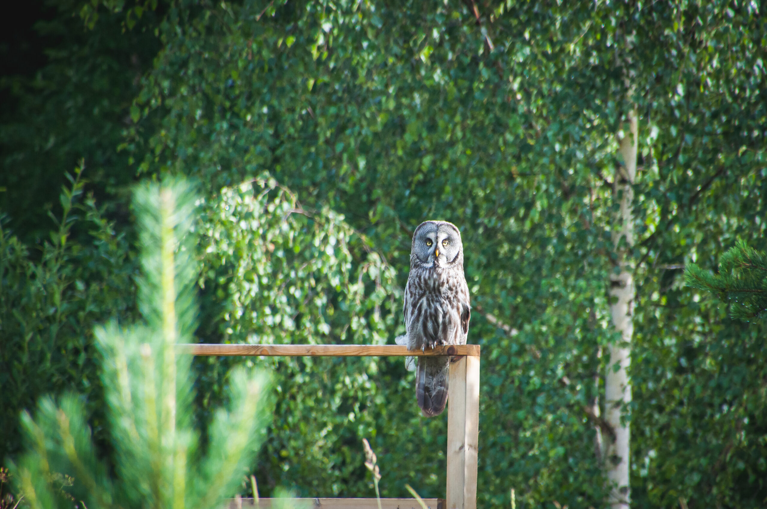 Uil in Zweden